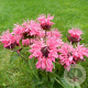 Monarda didyma 'Cranberry Lace' GM P9 BIO