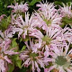 Monarda 'Fishes' GM P9 BIO