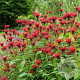 Monarda 'Jacob Cline' GM P9 BIO