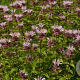Monarda 'Ou' Charm' GM P9 BIO