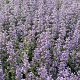 Nepeta 'Gletschereis' GM P9 BIO