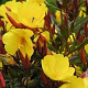 Oenothera fruticosa glauca GM P9 BIO