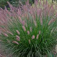 Pennisetum al. 'Foxtrot' GM P9 BIO