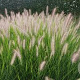 Pennisetum al. 'Reborn' GM P9 BIO