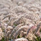 Pennisetum or. 'Dance With Me' GM P9 BIO