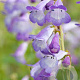Penstemon 'Alice Hindley' GM P9 BIO
