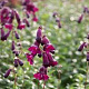Penstemon 'Raven' GM P9 BIO