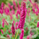 Persicaria a. 'Amethyst Summer' GM P9 BIO