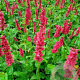 Persicaria a. 'Dark Red' GM P9 BIO