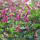 Persicaria a. 'Inverleith' GM P9 BIO