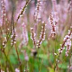 Persicaria a. 'JS Misty Morning' GM P9 BIO