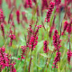 Persicaria a. 'Red Baron' GM P9 BIO