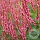 Persicaria a. 'Seven Oaks Village' GM P9 BIO