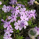 Phlox (D) 'Lilac Cloud' GM P9 BIO