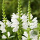 Physostegia virginiana GM P9 BIO