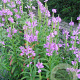 Physostegia v. 'Rosea' GM P9 BIO