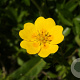 Potentilla aurea GM P9 BIO