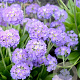 Primula denticulata GM P9 BIO