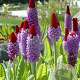 Primula vialii GM P9 BIO