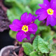 Primula (J) 'Wanda' GM P9 BIO