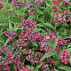 Pulmonaria 'Raspberry Splash' GM P9 BIO