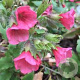Pulmonaria rubra GM P9 BIO