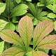 Rodgersia henrici GM P9 BIO