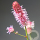 Sanguisorba o. 'Pink Tanna' GM P9 BIO