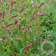 Sanguisorba o. 'Rock and Roll' GM P9 BIO