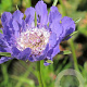 Scabiosa cauc. 'Clive Greaves' GM P9 BIO