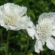 Scabiosa cauc. 'Miss Willmott' GM P9 BIO