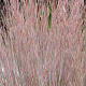 Schizachyrium sc. 'St.Ovation' GM P9 BIO