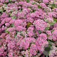 Sedum 'Abbeydore' GM P9 BIO