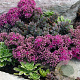 Sedum ewersii GM P9 BIO
