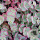 Sedum sieboldii GM P9 BIO