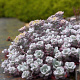Sedum spathulifolium 'Purpureum' GM P9 BIO