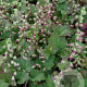 Tellima grandiflora 'Rubra' GM P9 BIO