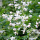 Thalictrum del. 'Album' GM P9 BIO