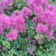 Thalictrum 'Little Pinkie' GM P9 BIO