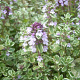 Thymus citriod. 'Silver Queen' GM P9 BIO