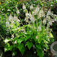 Tiarella c. 'Moorgrün' GM P9 BIO
