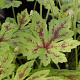 Tiarella c. 'Running Tiger' GM P9 BIO