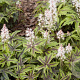 Tiarella 'Iron Butterfly' GM P9 BIO