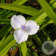 Tradescantia (A) 'Osprey' GM P9 BIO