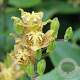 Tricyrtis latifolia GM P9 BIO