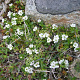 Veronica repens GM P9 BIO