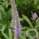 Veronicastrum virg. 'Amethyst' GM P9 BIO