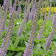 Veronicastrum virg. 'Apollo' GM P9 BIO