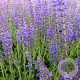 Salvia nem. 'Rügen' GM P9 BIO