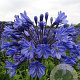 Agapanthus 'Intermedius' GM P9 BIO